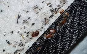 Pictures of signs of bed bugs on mattresses and other hiding places, including bed bugs, eggs, fecal stains and cast skins. Blog Thoroughly Removing Bed Bug Eggs Can Be A Painstaking Process