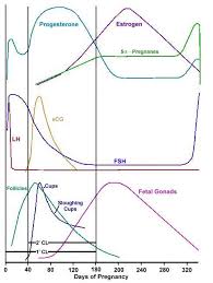 Hormone Levels During Menstrual Cycle Pregnancy And Birth