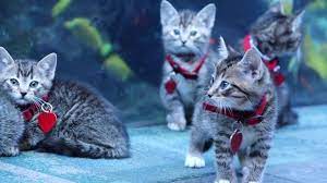 Aquariums So Cute Atlanta Humane Society Kittens Explore The Georgia Aquarium Humane Society Georgia Aquarium Kittens