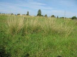 Image result for Sporobolus bechuanicus