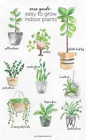 What are the easiest vines to grow indoors? A Guide To Caring For Easy To Grow Indoor Plants Plants Indoor Plants Inside Plants