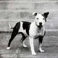 Staffordshire bull terrier information including personality, history, grooming, pictures, videos, and the akc breed weight: Staffordshire Bull Terrier Dog Breed Information