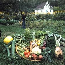 It differs from an allotment. Selected Vegetables From The Kitchen Garden 1978 Kitchen Garden Vegetable Farming Garden Photography