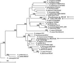 Pseudomonas aeruginosa is a gram negative bacteria that is commonly found in the environment e.g. Frontiers Indigenous Pseudomonas Spp Strains From The Olive Olea Europaea L Rhizosphere As Effective Biocontrol Agents Against Verticillium Dahliae From The Host Roots To The Bacterial Genomes Microbiology