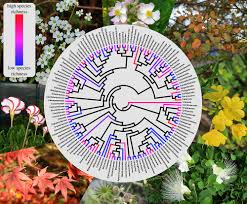 Image result for Pentadiplandraceae