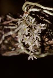 Image result for Microcoelia corallina