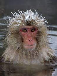 Since then, their popularity has continued to grow around the world. Japanese Macaque In Hot Spring In Snow Japanese Macaque Macaque Monkeys In Hot Springs