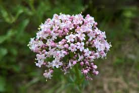 Image result for Valeriana capensis