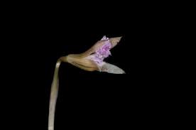 Image result for Nervilia adolphi