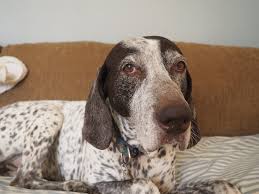 CH Minado's On The Marc, CGC (Marcus, 2005-2018)