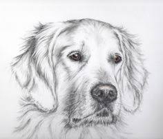 The Golden Retriever Is A Large Sized Breed Of Dog Description From Imgarcade Com I Searched For This On Bing Golden Retriever Drawing Dog Art Dog Paintings