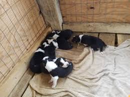 Born march 15 mother and father both are working cow dogs vaccinated already 5 males, 3 females (2. Border Collie Blue Heeler Pups 200 Garden Items For Sale South West Virginia Va Shoppok