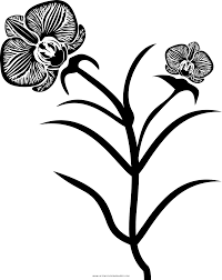 We did not find results for: Dibujo De Orquideas Para Colorear Ultra Coloring Pages