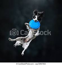 Le dernier chien qui avait participé aux recherches des survivants du 11 septembre 2001, à new york, a été euthanasiée à l'âge de 16 ans ce lundi au texas. Disque Blanc Noir Prise Epagneul Russe Chien Disque Blanc Noir Prise Epagneul Bleu Russe Chien Canstock