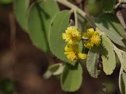 Image result for Malvaceae subfamily Grewioideae