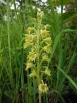 Image result for Habenaria galactantha