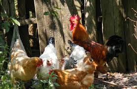 Sie interessiert sich für _____ sachen nicht. Fleisch Oder Eier Welches Huhn Passt Zu Mir Wustenrot Mein Leben