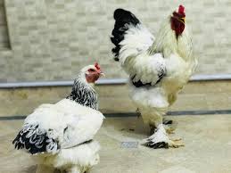 Roosters (males at sexual maturity) are often toughest, with an acrid gamey flavor, because they i tell you i enjoy eating roosters more than hens for taste, and utility. Rooftop Roosters Home Facebook