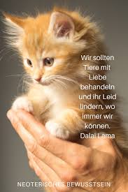 Tiere Dalai Lama Tiere Ausgestopftes Tier Spruche Katze