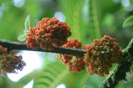 Image result for Urera