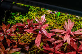 Image result for Ammannia prieuriana