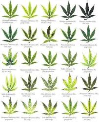 Leaf Discoloration Medical Marijuana Project Information
