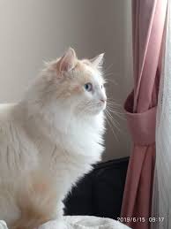 Epingle Par Nature And Animals Sur Cat En 2020