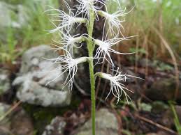 Image result for Holothrix longiflora