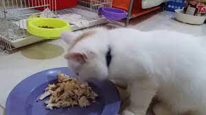 Makanan kucing persia buatan sendiri kuy. Ayam Rebus Untuk Kucing Persia Hybrid Art