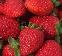 Pour into a sugar rimmed margarita glass. Uf Ifas Strawberry Varieties Gulf Coast Research And Education Center University Of Florida Institute Of Food And Agricultural Sciences Uf Ifas