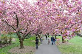 Five places to see the cherry blossoms in NYC