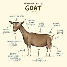 Anatomy Of A Goat Throw Pillow Goat Art Goats Anatomy