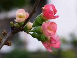 I know it looks an awful lot like an apple but take my word for it, it is a quince. Gardening 101 Flowering Quince Gardenista