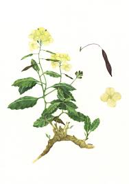 Image result for Disa cryptantha