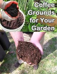 7 Ways To Use Coffee Grounds In The Garden Ground Coffee Garden Uses For Coffee Grounds Coffee Grounds Garden