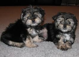 To be informed when we do have morkies. Morkie Puppy For Sale In Michigan Petswall