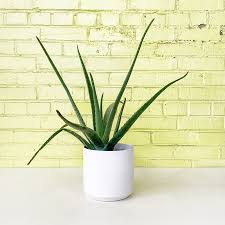 Image result for Aloe barendii