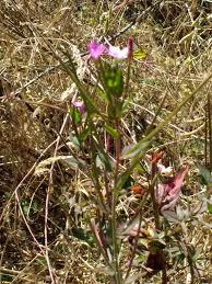Image result for Epilobium salignum