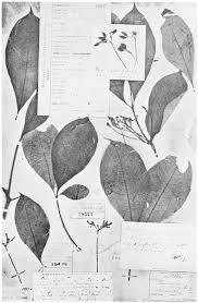 Image result for Rauvolfia nana