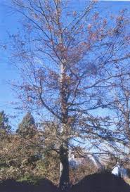 Remarkable Trees of VA&DC