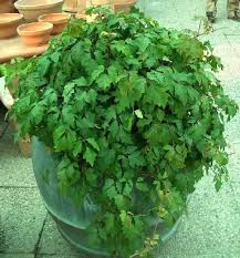 Ulikey 4 pezzi fioriere sospese in macrame da interno ed esterno corda a forma di vaso appendiabiti per piante macrame plant titolari piant. Cisso Cissus Consigli Coltivazione E Cura