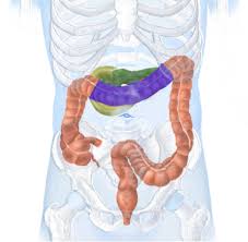 It crosses the abdomen from the ascending colon at the hepatic or right colic flexure with a downward convexity to the descending colon where it curves sharply on itself beneath the lower end of the spleen forming the splenic or left. Topographische Anatomie