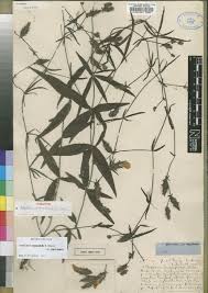 Image result for Blepharis cuanzensis