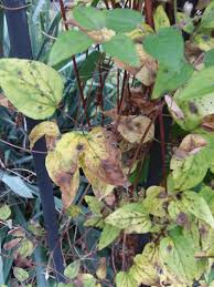 Check spelling or type a new query. Ask A Question Forum Clematis Dark Spots And Leaves Yellowing And Dying Garden Org