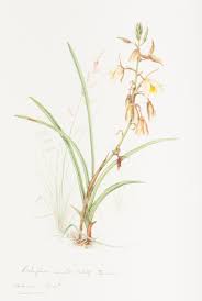 Image result for Eulophia ovalis