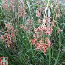 Image result for Cyperus longicarpus