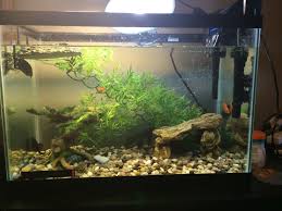 Turtle Tank Idea Includes Plastic Natural Bush Plant Banzai Tree Rock Cave Not Real Rock Floating Rock Aqu Turtle Tank Heat Lamps Bush Plant