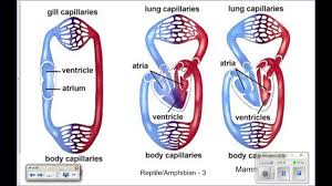 The blood then gets pumped into the ventricle. Fish Circulation Youtube