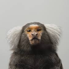 Pigs recorded using tools for the first time