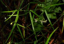 Image result for Periploca linearifolia